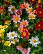 Dahlia Topmix Mix2